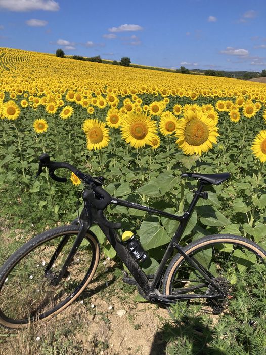 Zonnebloem met fietser